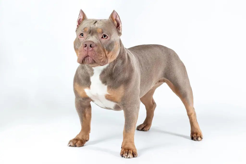 Seorang dokter hewan memeriksa kesehatan seekor American Bully.