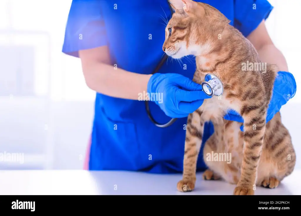 Dokter hewan memeriksa kucing