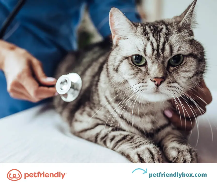 Pemeriksaan Kucing oleh Dokter Hewan Kucing diperiksa oleh dokter hewan