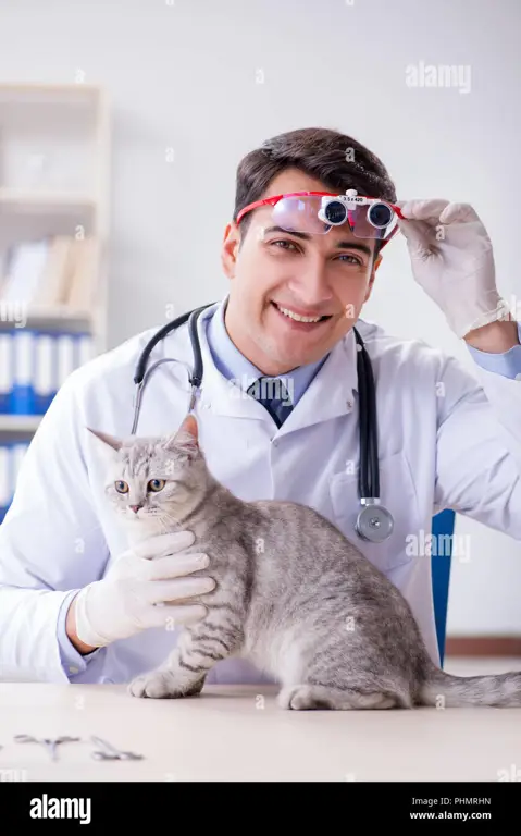 Dokter hewan memeriksa kucing