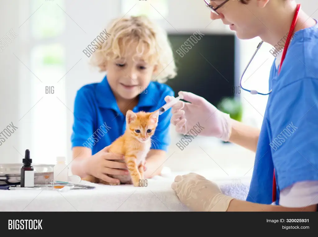 Dokter hewan memeriksa kucing