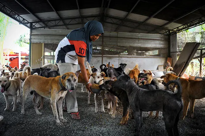 Anjing liar di Malaysia