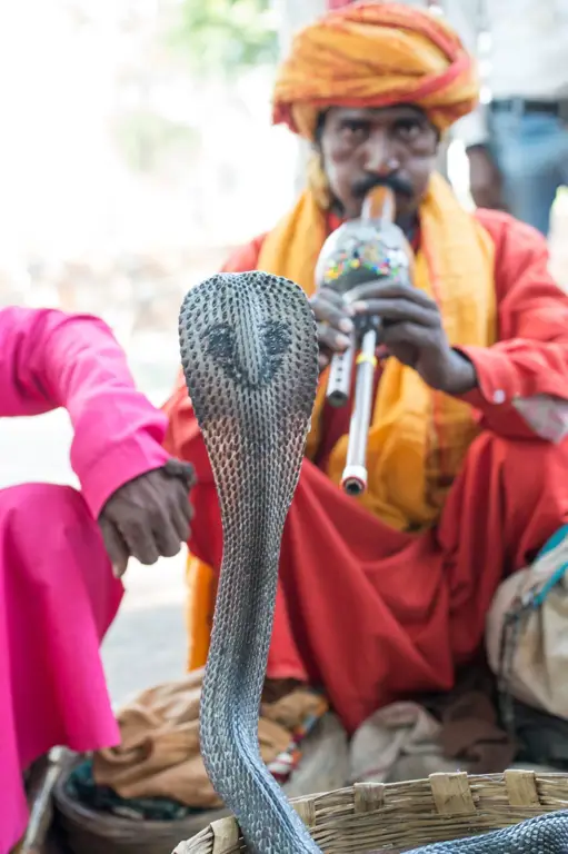 Penari ular di India