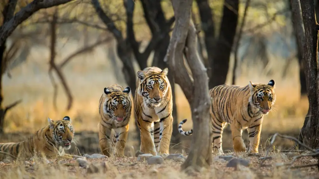 Gambar peneliti yang sedang meneliti genetika harimau