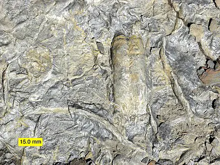 Penelitian paleontologi di Kamboja