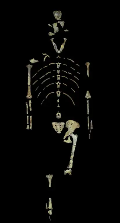 Fosil Australopithecus afarensis