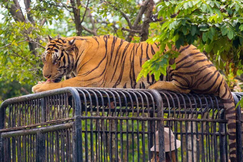 Pengunjung bertemu harimau di Bali Zoo