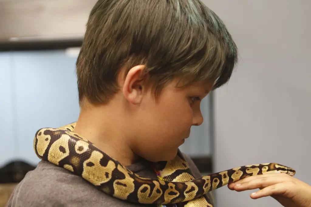 Anak-anak berinteraksi dengan reptil dengan aman dan terbimbing