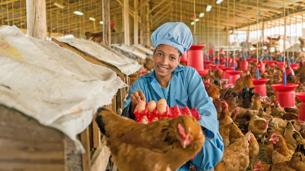 Peternakan ayam modern dan bersih