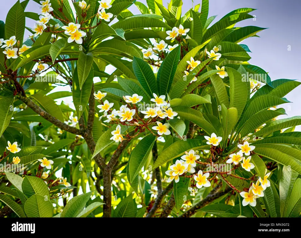 Gambar penggunaan daun kamboja dalam pengobatan tradisional