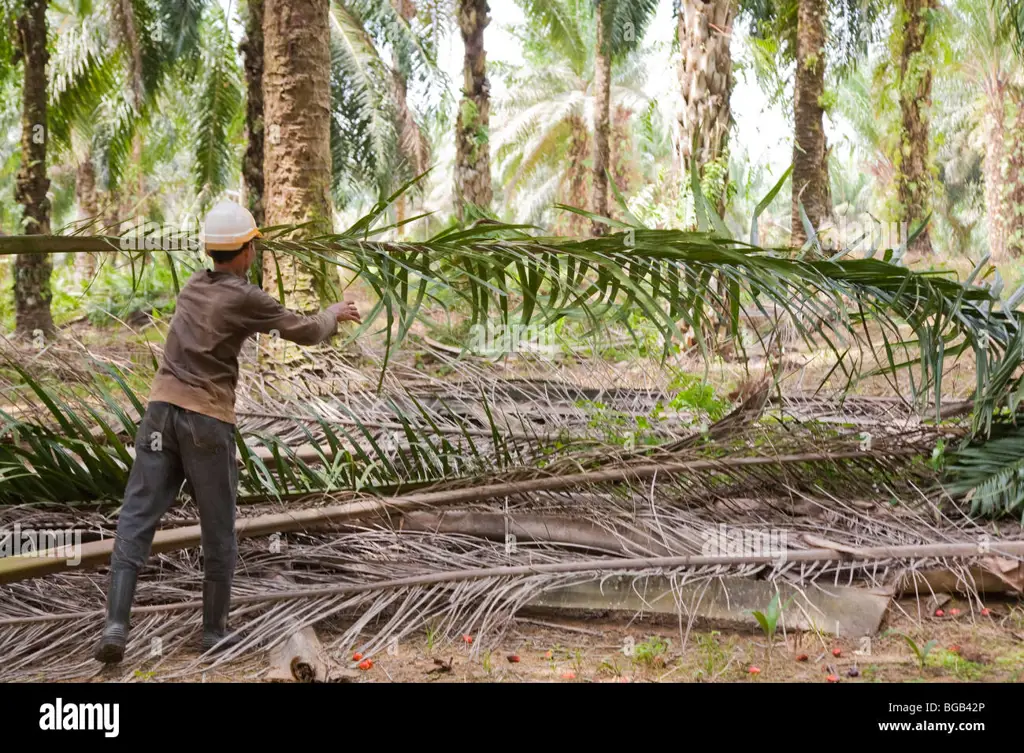 Proses pengolahan tandan kosong kelapa sawit menjadi pakan ternak