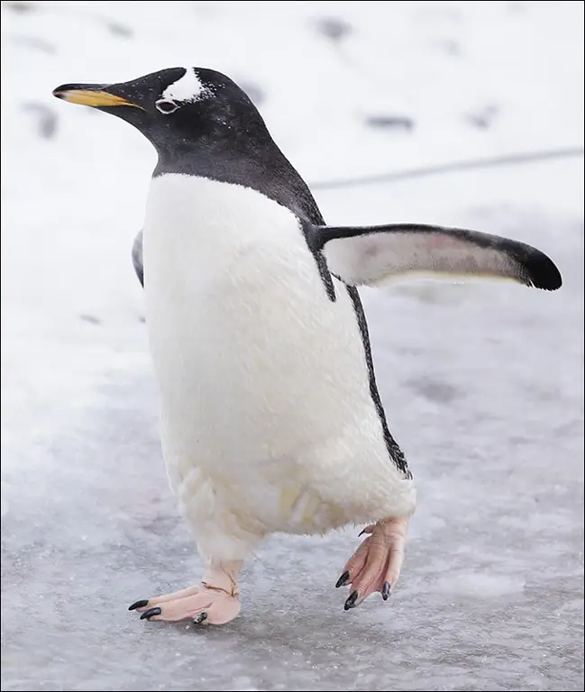 Penguin di salju