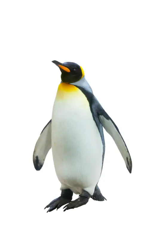 Gambar penguin