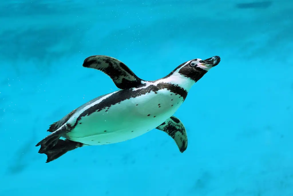 Penguin sedang berenang