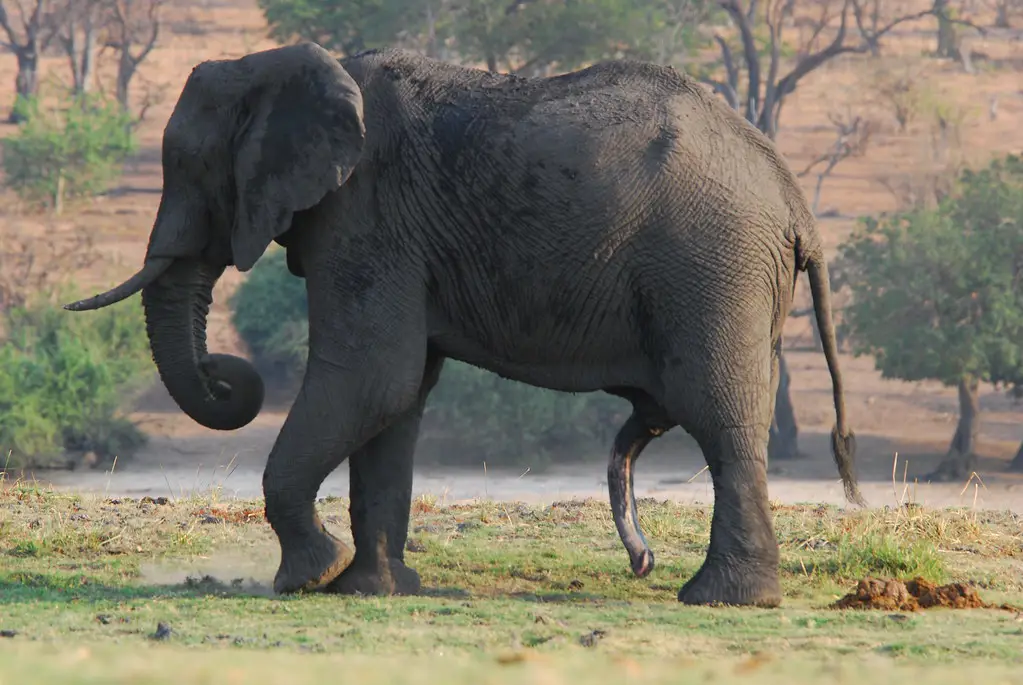 Gambar penis gajah