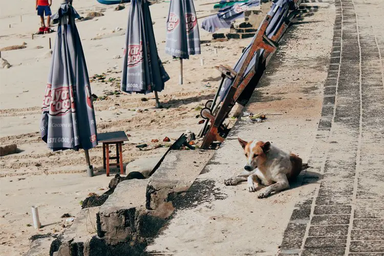 Anjing jalanan di Bali diselamatkan oleh BAWA