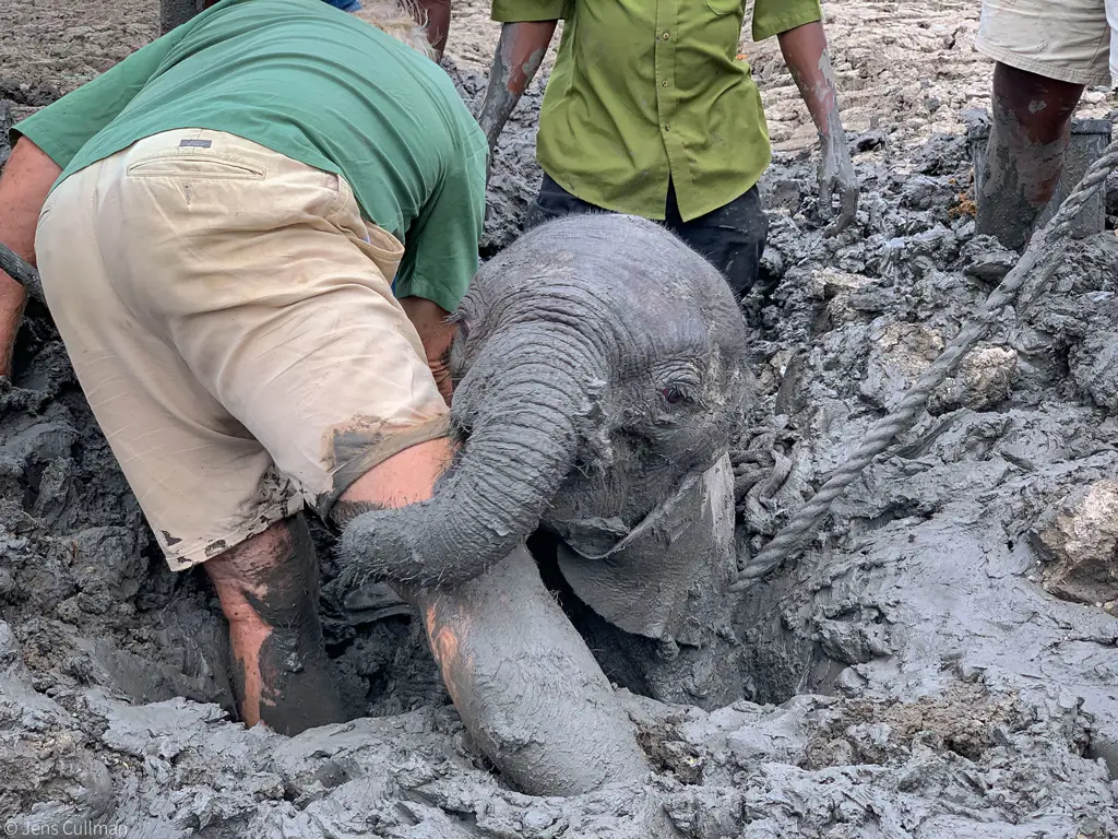 Gajah Afrika yang diselamatkan