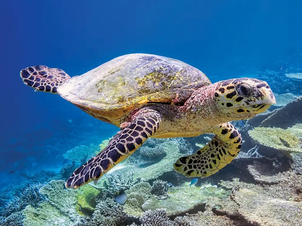 Penyu laut yang sedang berenang