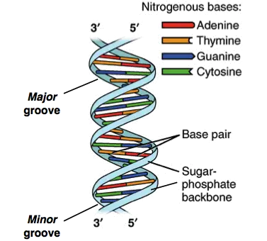 Struktur double helix DNA