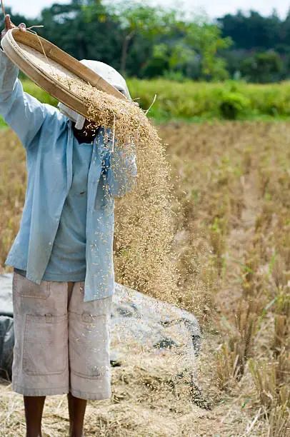 Perempuan Indonesia bekerja di sawah