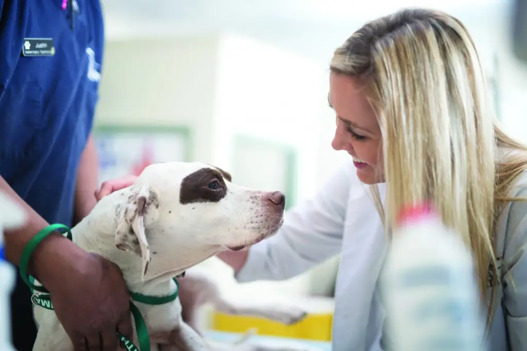 Anjing sedang diperiksa oleh dokter hewan di Florida