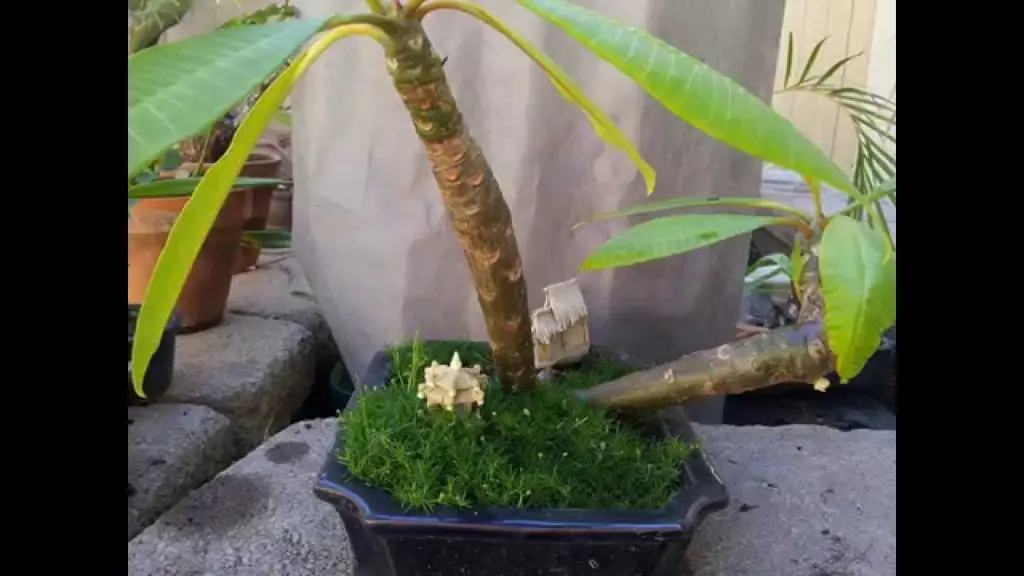 Cara menyiram dan memangkas bunga kamboja bonsai