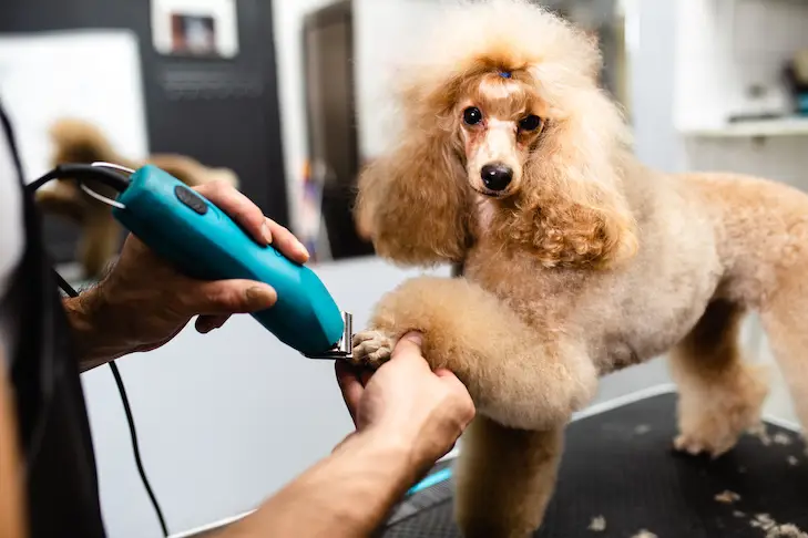 Seorang perawat hewan sedang memandikan seekor kucing di salon perawatan hewan peliharaan.