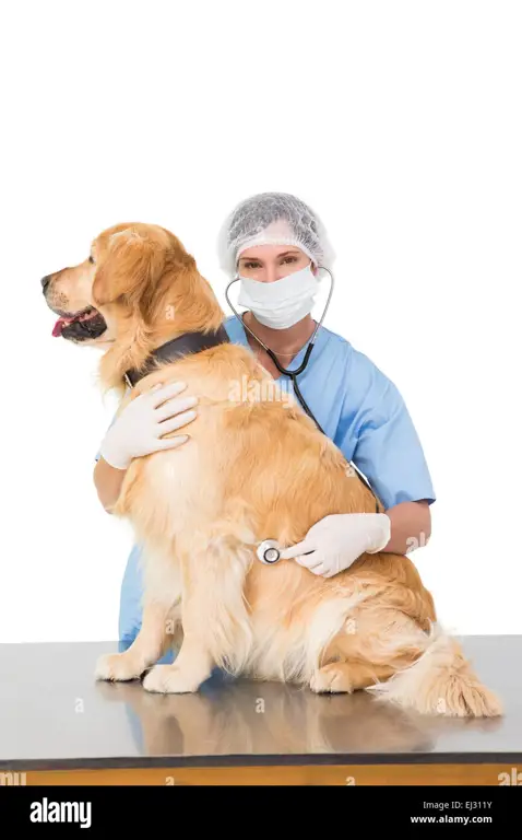 Dokter hewan memeriksa anjing