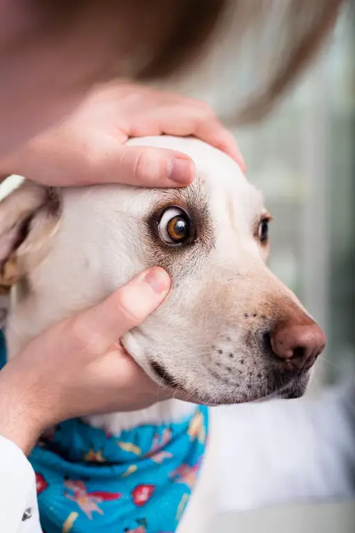 Dokter hewan memeriksa seekor anjing dengan teliti