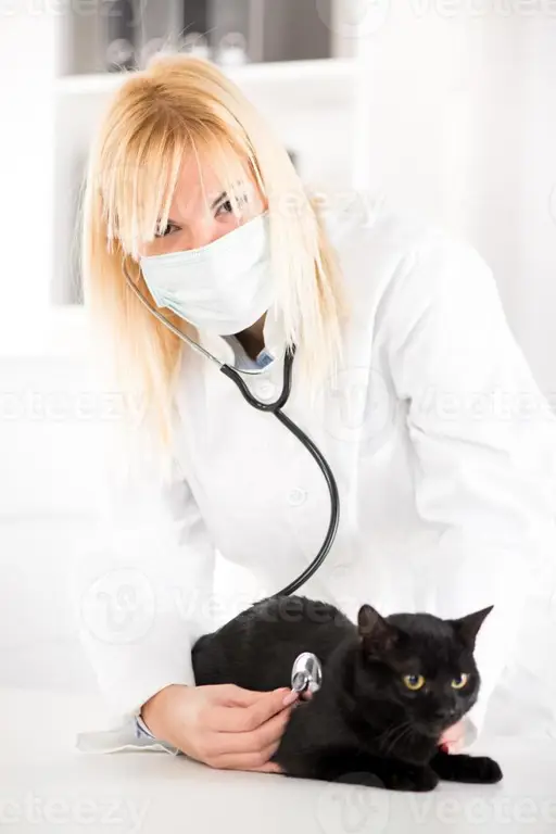 Dokter hewan memeriksa kucing