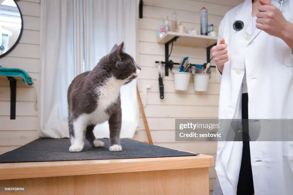 Perawatan Profesional dan Berpengalaman Dokter Hewan Memeriksa Kucing