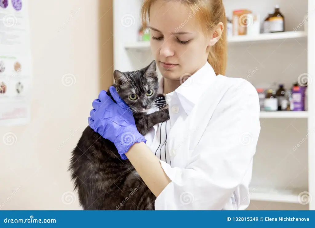 Dokter hewan memeriksa kucing dengan penuh perhatian