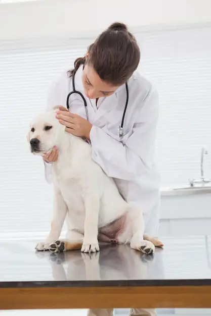 Dokter hewan memeriksa seekor anjing