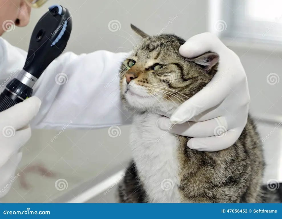 Dokter hewan memeriksa kucing dengan lembut