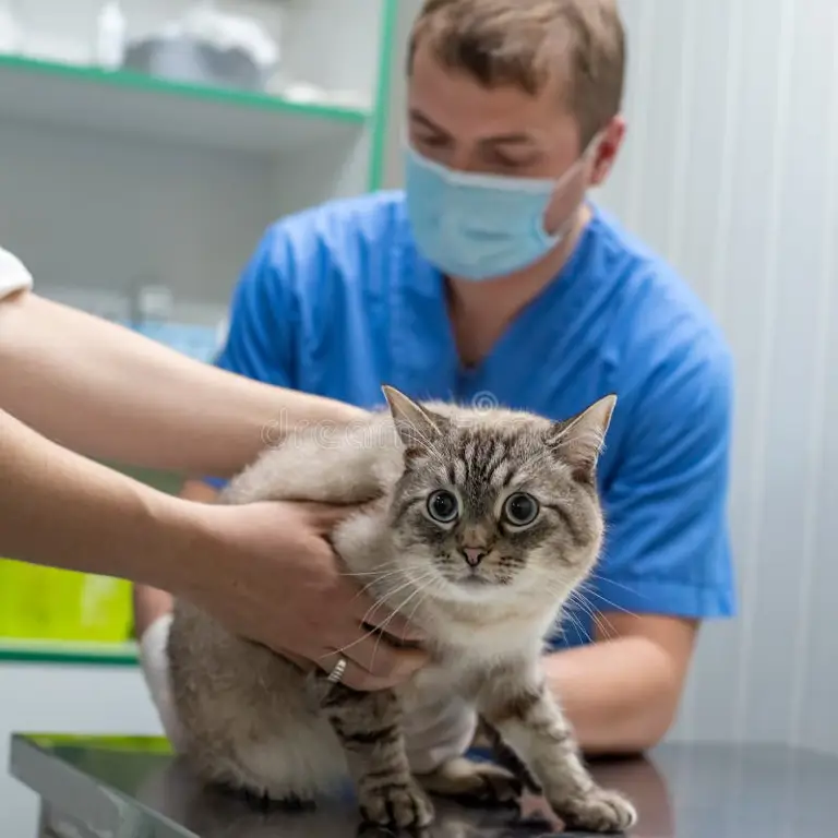 Dokter Hewan Memeriksa Kucing dengan Hati-hati