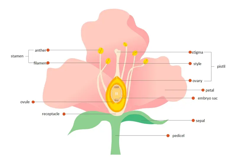 Diagram perbandingan bunga sempurna dan bunga tidak sempurna