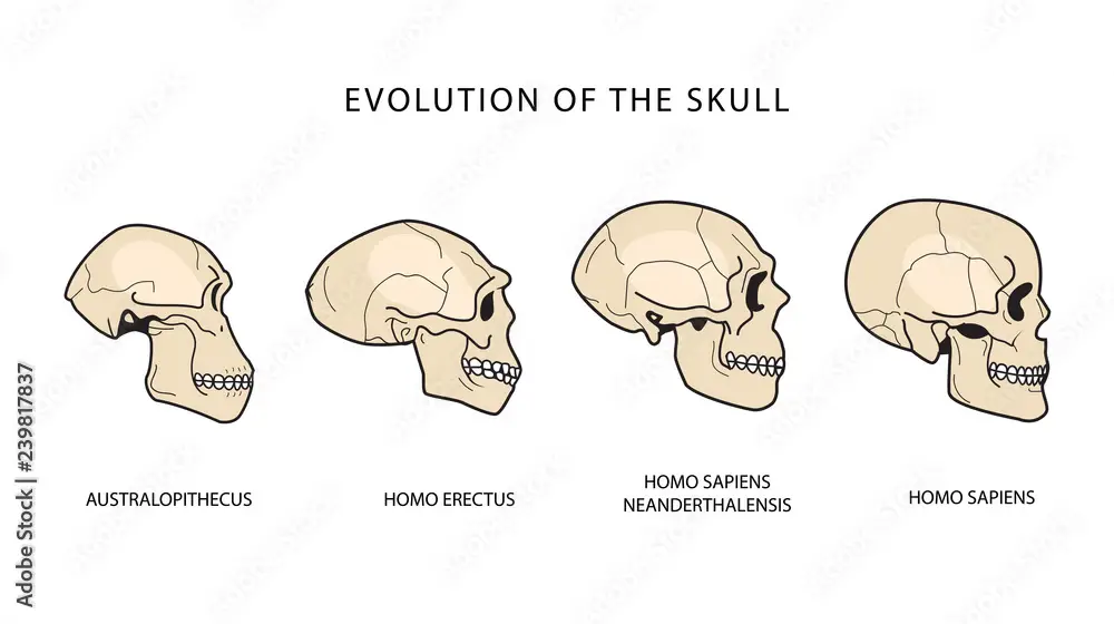 Perbandingan tengkorak Homo Sapiens dengan spesies manusia purba lainnya