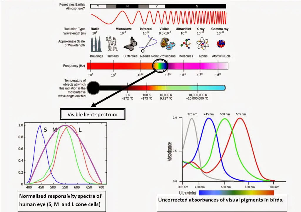 Grafik perbandingan spektrum warna yang terlihat oleh manusia dan burung