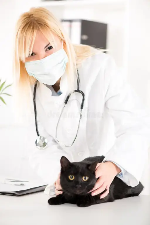 Dokter hewan memeriksa kucing