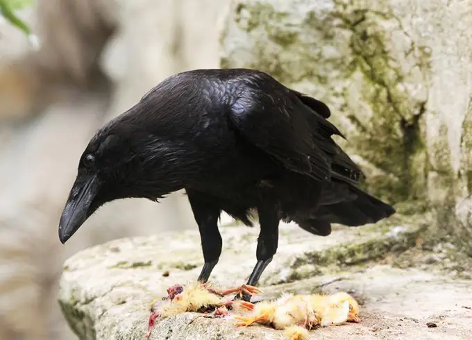 Burung Baca Mencari Makan