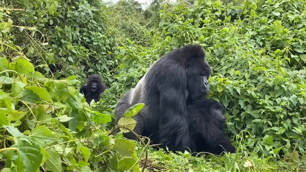 Gorila kawin di habitat aslinya