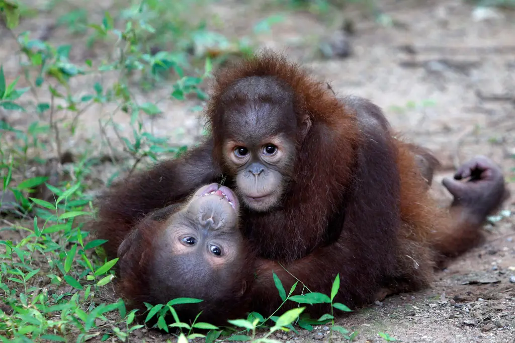 Orangutan kawin dalam habitat aslinya