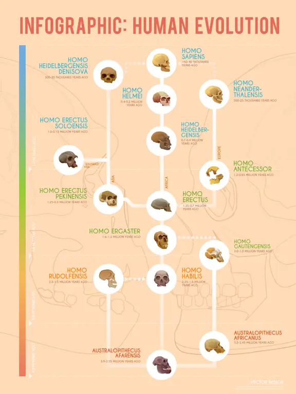 Evolusi Manusia