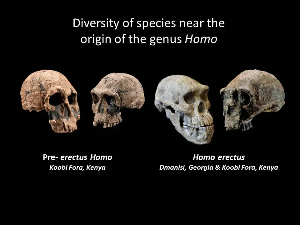 Gambar evolusi manusia