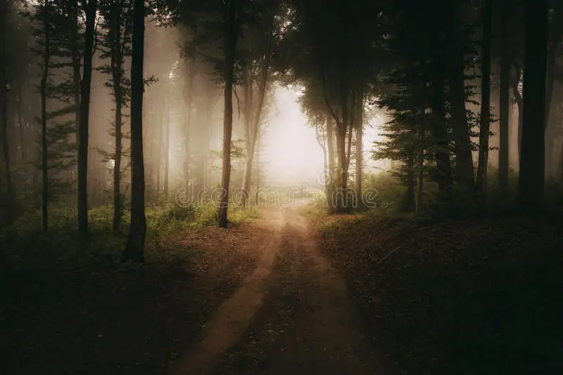 Jalan setapak di hutan yang misterius dan gelap