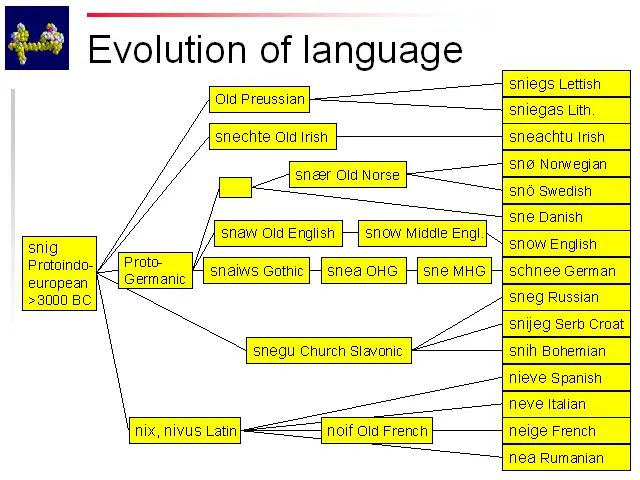 Evolusi Bahasa