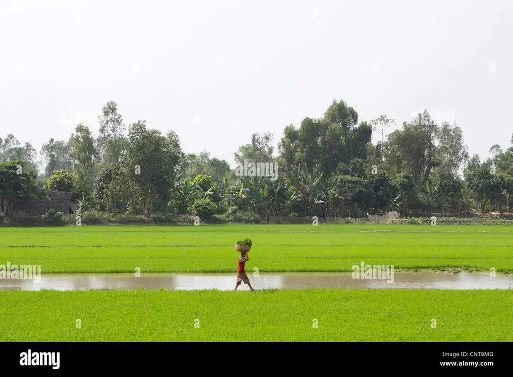 Sawah di Kamboja