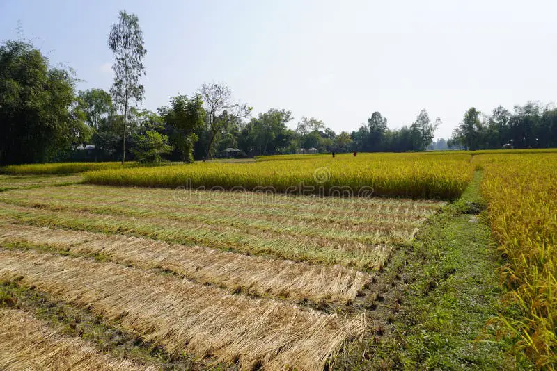 Sawah padi di Kecamatan Bandar Petalangan