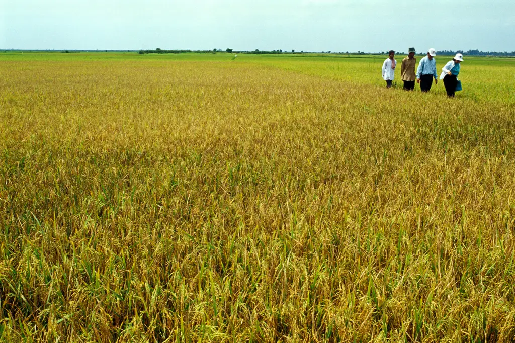 Petani Kamboja sedang memanen padi di sawah.