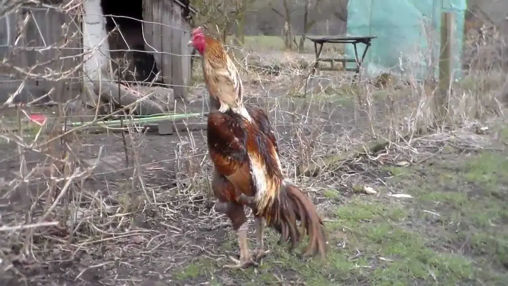 Ayam jago Shamo sedang bertarung